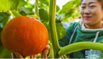 تعزيز نهضة الأرياف عبر تنمية الزراعة السياحية في مقاطعة خبي